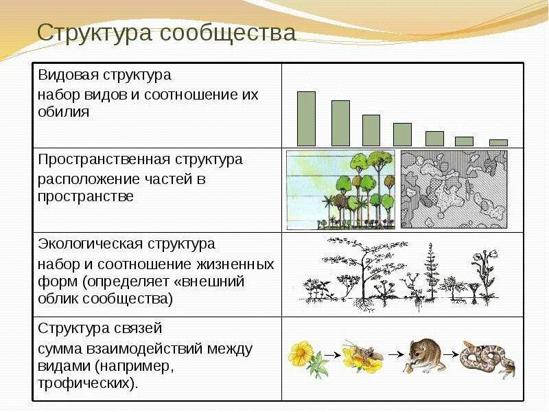 Установите соответствие 1 популяция. Структура сообщества экология. Структуры биоценоза видовая трофическая. Структура сообщества биология схема. Биоценоз это структура сообществ?.
