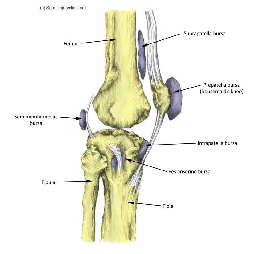 Верхний заворот коленного сустава анатомия. Бурсит гусиной лапки коленного сустава анатомия. Бурсы коленного сустава анатомия. Киста околосуставной сумки коленного сустава.
