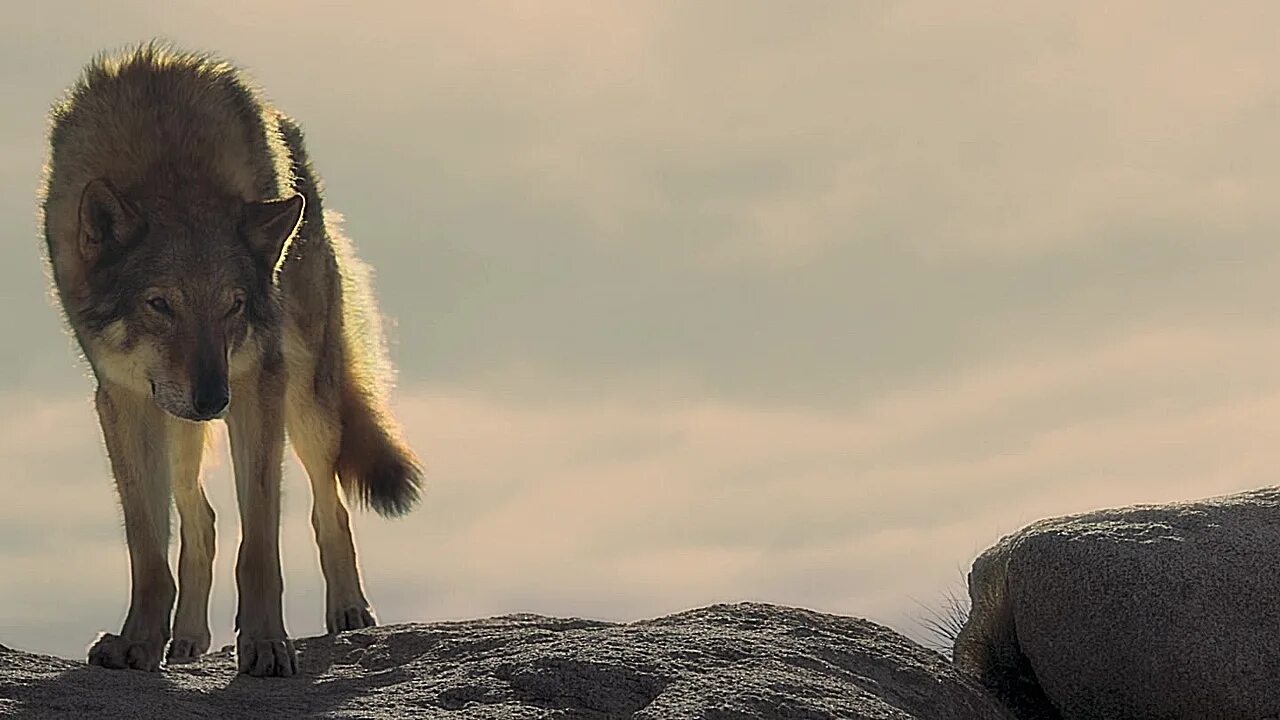 Альфа страдали. Альфа страдали