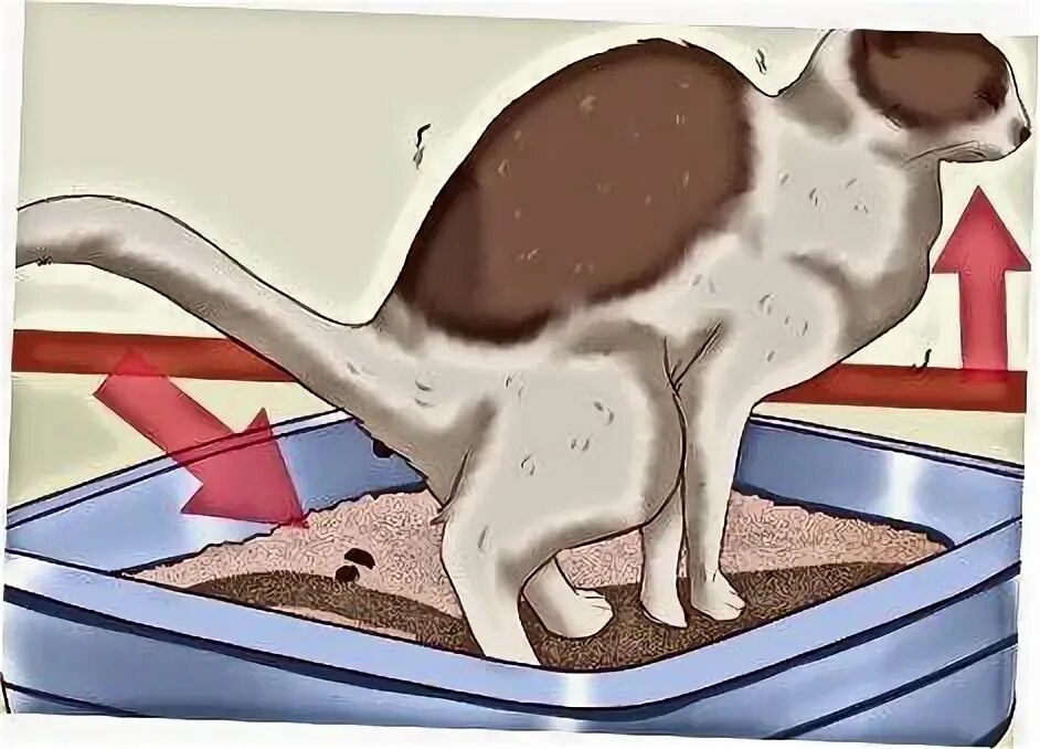 Поза кошки при мочеиспускании. Запор у кошки лекарства. Клизма. Если у кота запор. Запор у кота что делать в домашних.