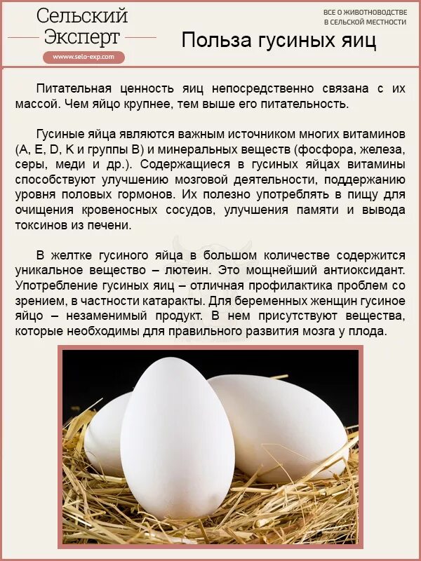 Куриные яйца,гусиные яйца,индюшиные яйца. Гусиные яйца. Гусиное и куриное яйцо. Характеристика яиц. Во сколько можно давать яйцо