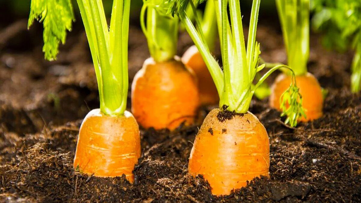 Как растет морковь. Морковь на грядке. Морковь в огороде. Морковь растет на грядке.