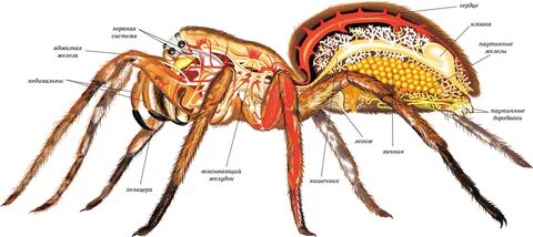 Строение пауков.