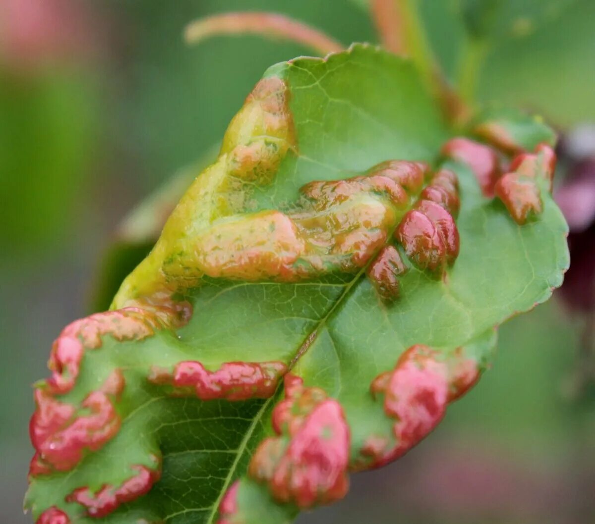 Ржавчина меры борьбы. Taphrina Aurea. Курчавость персика. Курчавость листьев персика цветки. Курчавость листьев персика возбудитель.