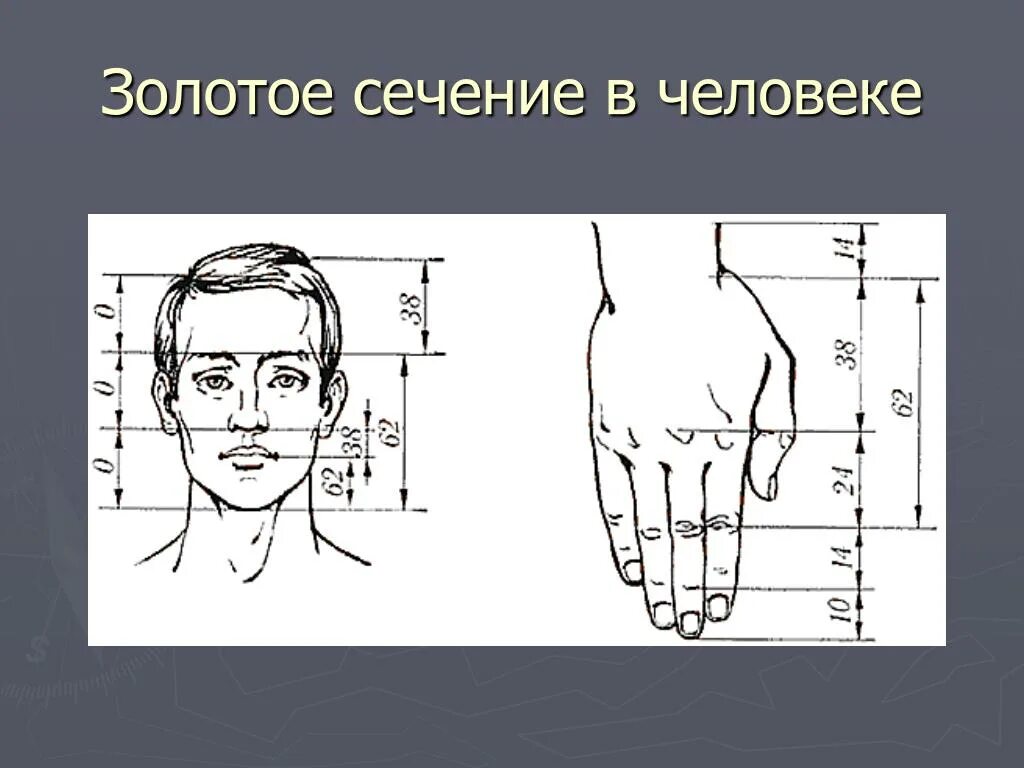 Золотое сечение голова человека. Золотое сечение в человеке. Золотое сечение в лице человека. Измерение лица по Золотому сечению.