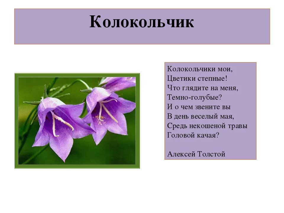 Текст цветка колокольчик. Описание колокольчика. Рассказ о колокольчике. Текст цветка колокольчик. Текст цветка колокольчик.
