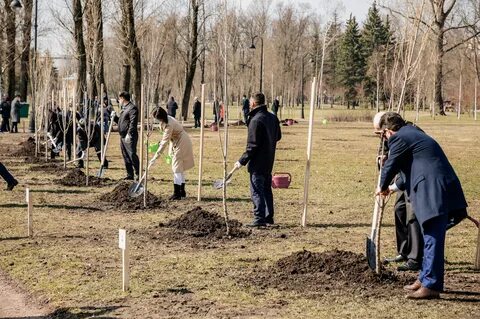 В какое время сажают деревья весной