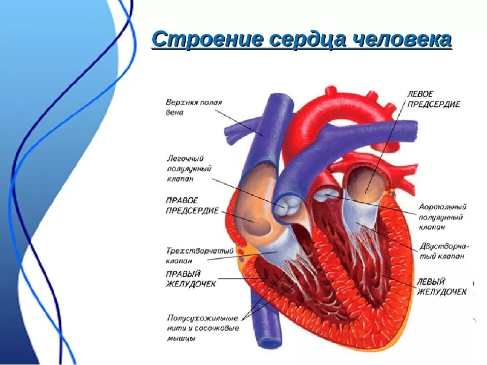 Кровеносные сосуды сердца анатомия. Строение сосудов сердца анатомия. Строение сердца сосуды сердца. 3 в правое предсердие впадает