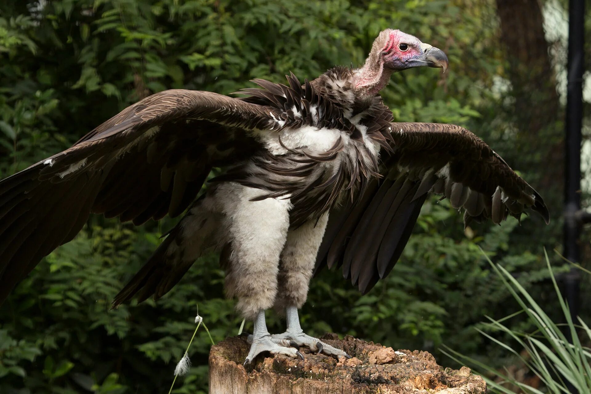 Пернатый падальщик. Африканский Ушастый гриф. Грифон Стервятник. Lappet faced Vulture. Птицы падальщики Грифон.