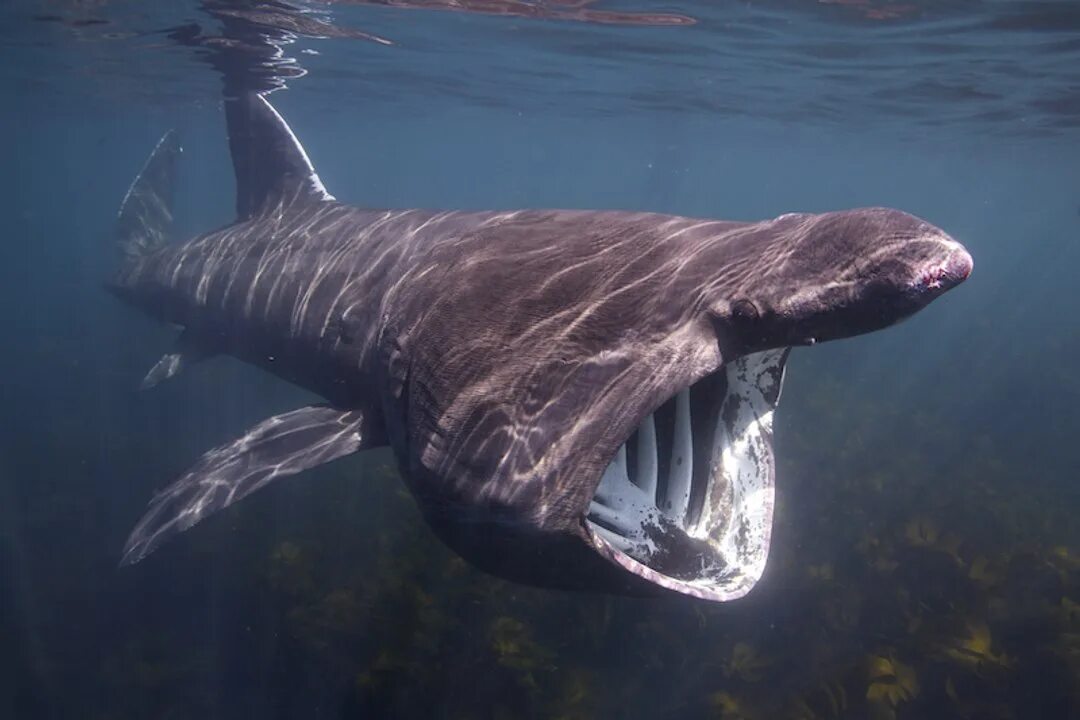Сама большая акула. Баскинг Шарк акула. Китовая гигантская и большеротая акула. Гигантская акула (basking Shark). Cetorhinus Maximus акула.