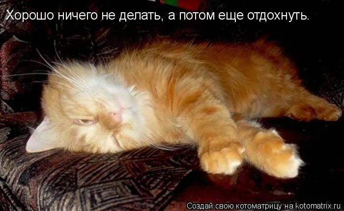 для женщины главное выспаться. шутки. потом разбудишь. анекдоты про мужа и жену смешные. кот проспал.