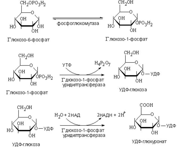 Глюкороновой кислота из Глюкозы. Образование глюкуроновой кислоты из Глюкозы реакция. Синтез глюкуроновой кислоты биохимия. Синтез УДФ глюкуроновой кислоты. Реакция образования окисления глюкозы