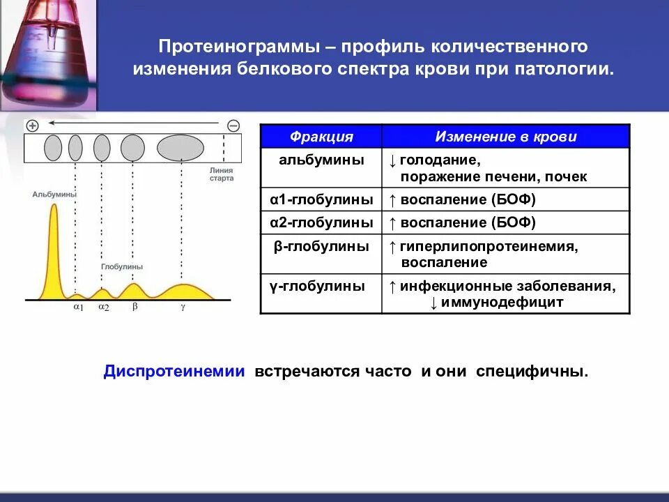 Белки плазмы определяют. Белковые фракции крови. Протеинограммы биохимия. Протеинограмма крови. Белковые фракции плазмы крови.