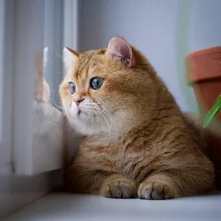 Хосико кот порода