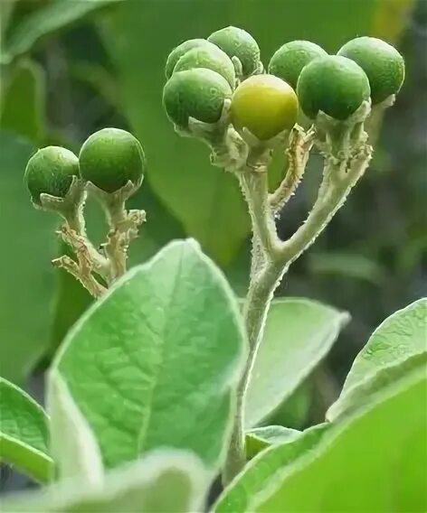 Табак душистый плод. Плод коробочка у пасленовых. Табак душистый - nicotiana tabacum. Табак растение плод. Плод табака.