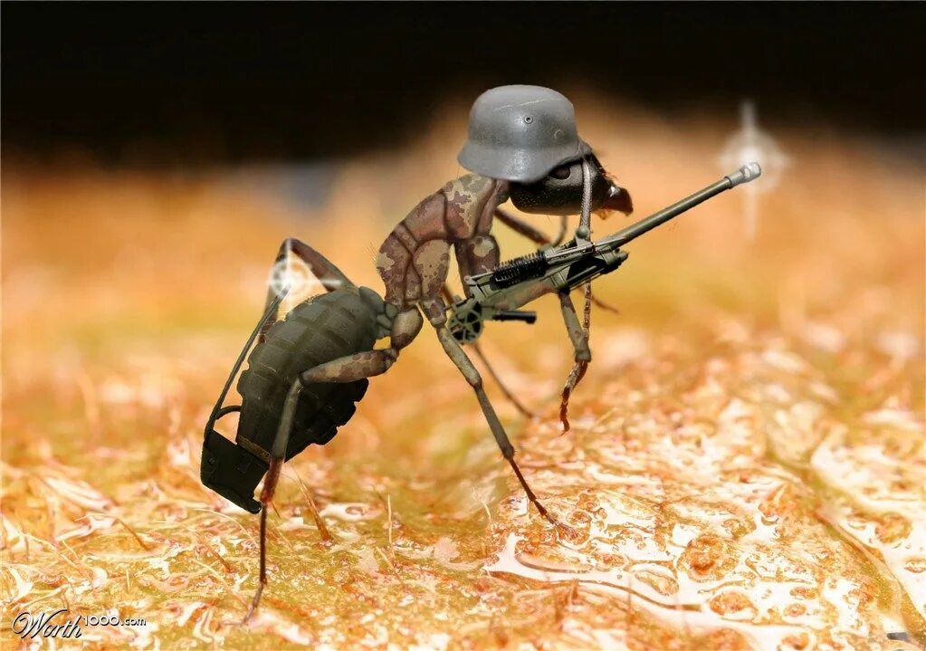 Название армейского муравья. Армейские муравьи-солдаты. Муравей военный. Боевой муравей. Муравей воин.