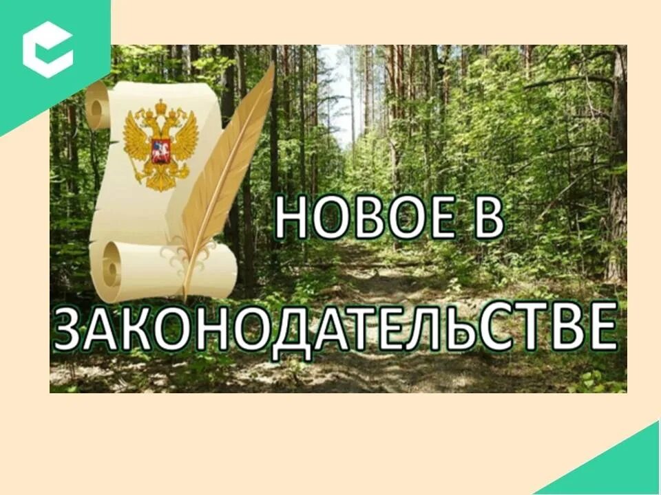 Лесное законодательство рф. Лесное законодательство. Лесное законодательство картинки. Лесной кодекс фото. Лесной закон.