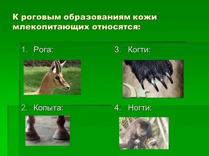 Кожа и шерсть млекопитающих