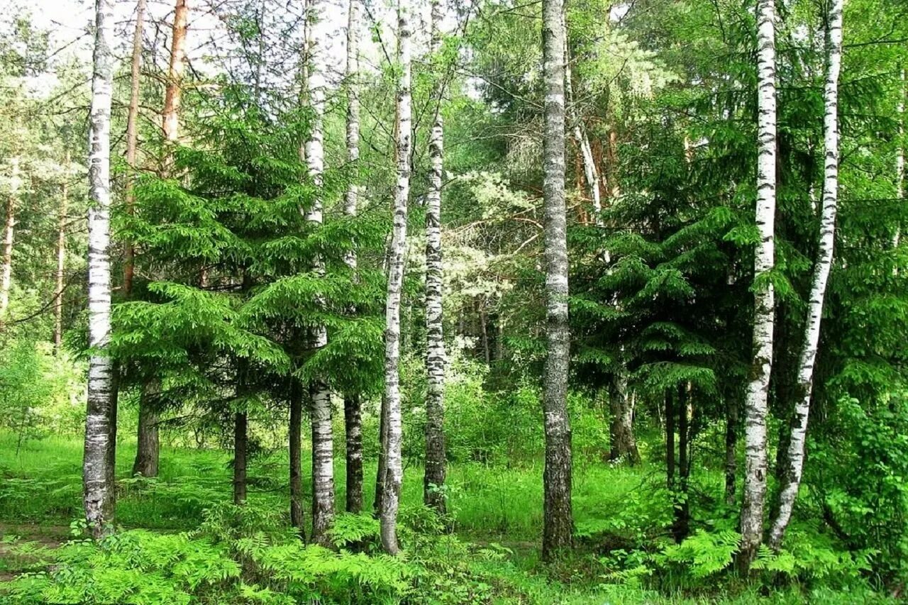 Смешанный лес ель береза. Хвойно-широколиственный лес. Елово широколиственный лес. Сосново Лиственный лес. Березовая ель