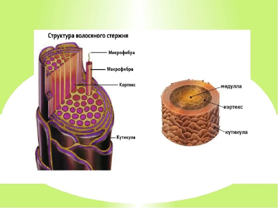 Слои корня волос. Строение стержня волоса схема. Строение волоса. Волос строение волоса. Строение волос на голове.