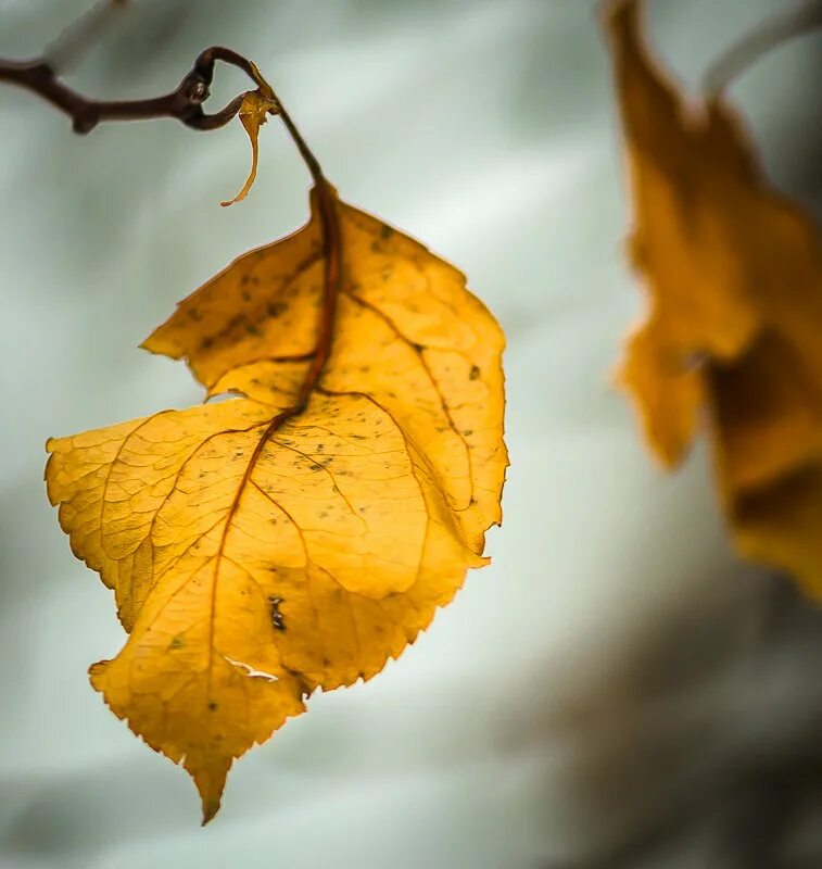 Легкий желтый лист. Ветка с желтыми листьями. Одинокий осенний лист на ветке. Последний желтый лист. Одинокий желтый лист.