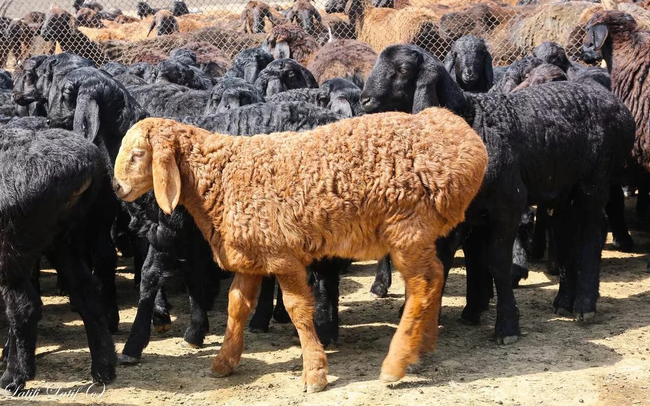 первая стрижка ягненка 6 букв