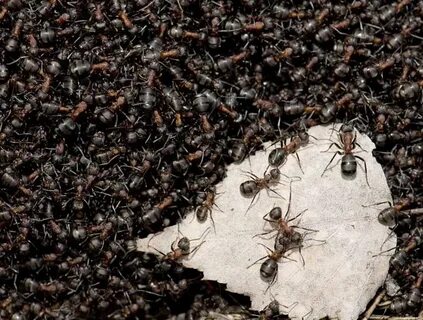 Ant colony