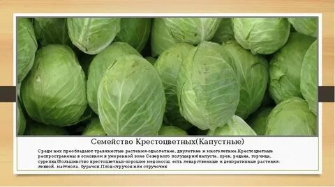 Три примера капустных