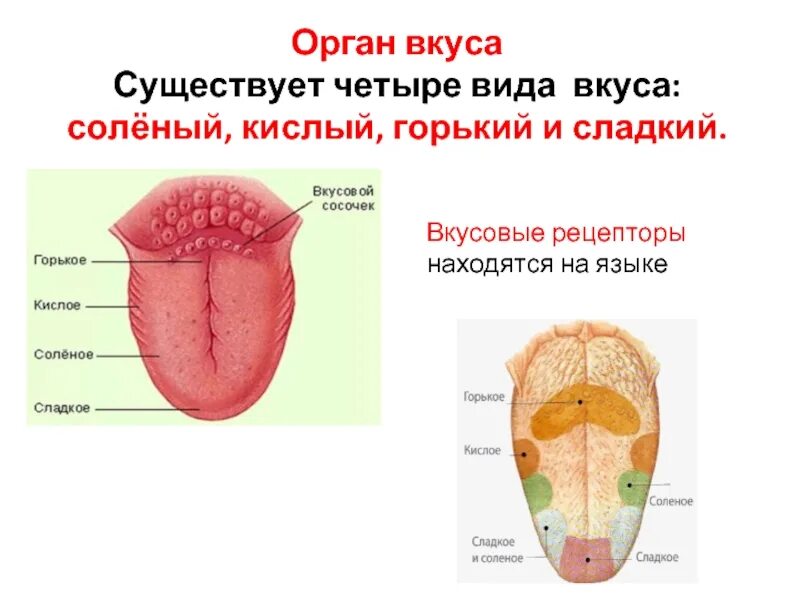 Язык описание органа. Строение органа вкуса. Вкусовой сосочек. Строение органа вкуса вкусовые рецепторы. Вкусовые рецепторы на языке сладкое кислое. Вкусовые рецепторы сосочков языка.