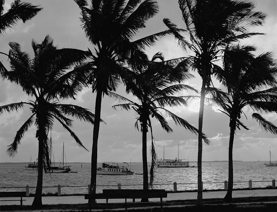 Синтвейв майами. Miami black. Miami black. Пальмы чб. Майами 1948.