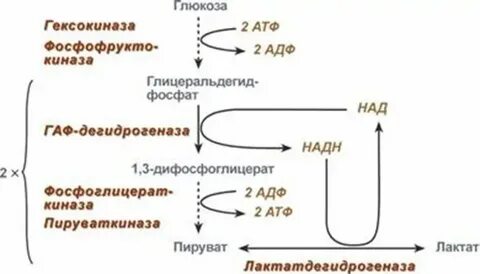 Окисление глюкозы в митохондриях клеток