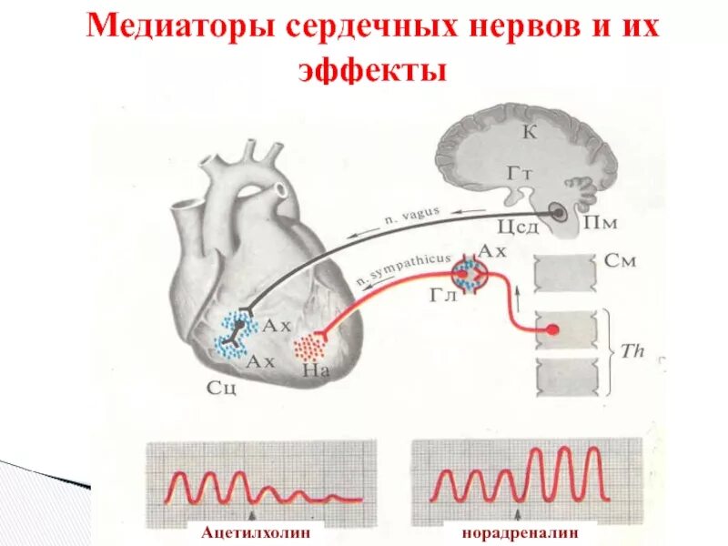 Ацетилхолин влияние на деятельность сердца. Ацетилхолин эффект на сердце. Ацетилхолин и норадреналин. Ацетилхолин влияние на сердце. Ацетилхолин сердце сокращение