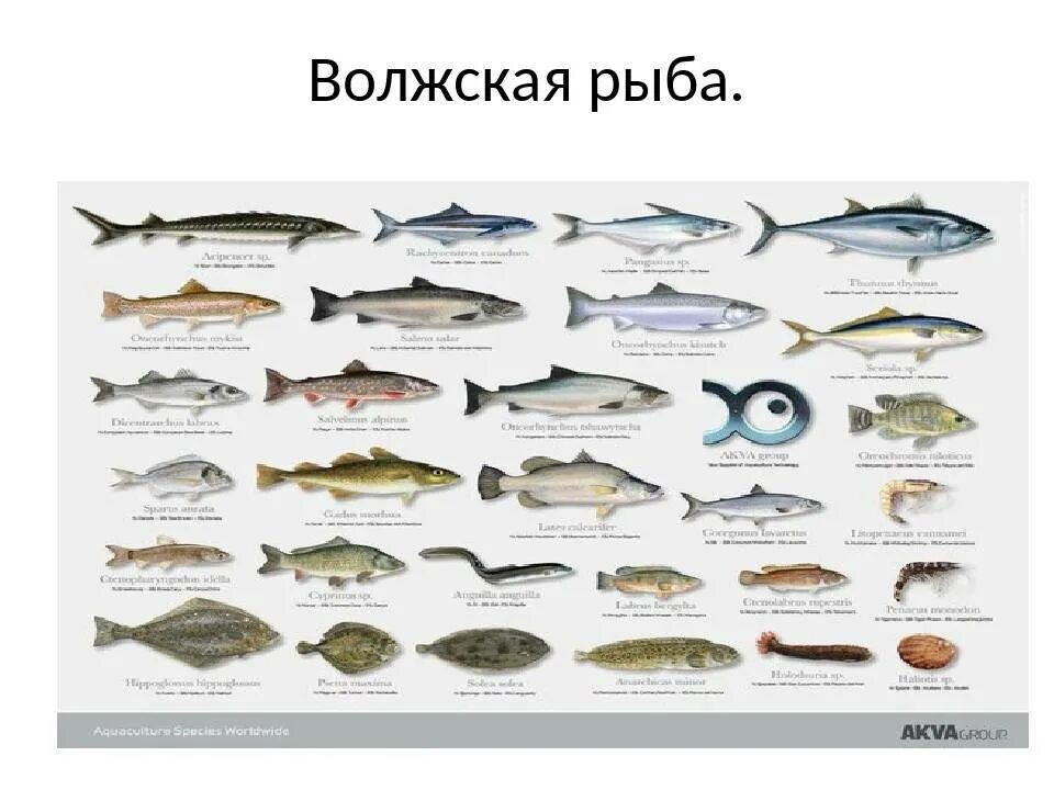Какие рыбы река волга. Рыба в реке Волга. Рыбы которые водятся в Волге. Рыба обитающая в Волге. Волжская рыба названия.