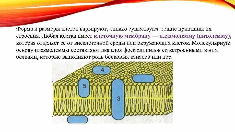 2. Общий принцип строения клеточной оболочки – плазмолеммы. Формы и Размеры клеток. Размеры клеток. Размеры клеток животных.