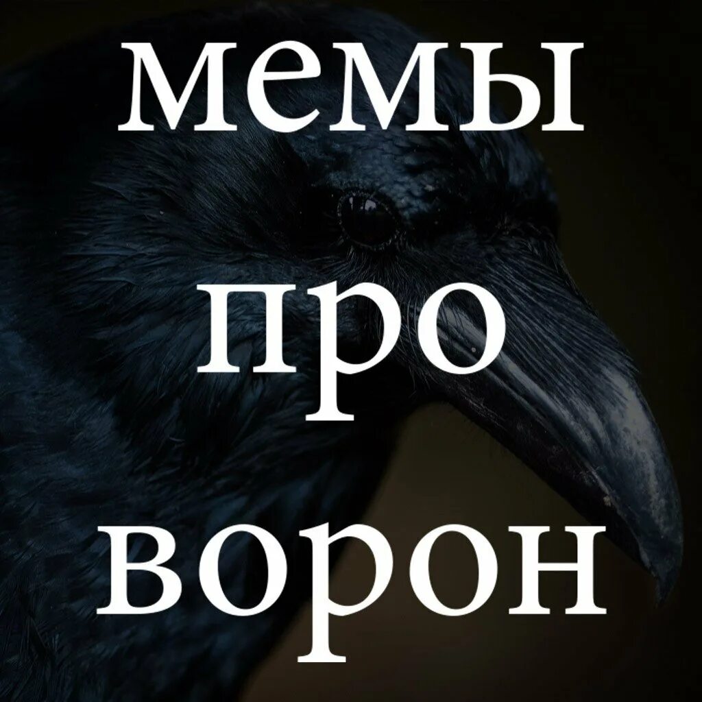 День считания ворон картинки прикольные. Ворона Мем. Ворона мемы. Вороны мемы. Ворон Мем.