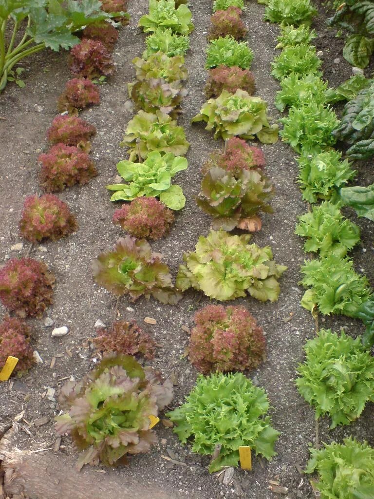 Салат садим в открытый грунт. Когда можно сеять салат в теплицу. Посадить зелень. Виды салатов для выращивания на даче. Когда сажать капусту на рассаду в 2022.