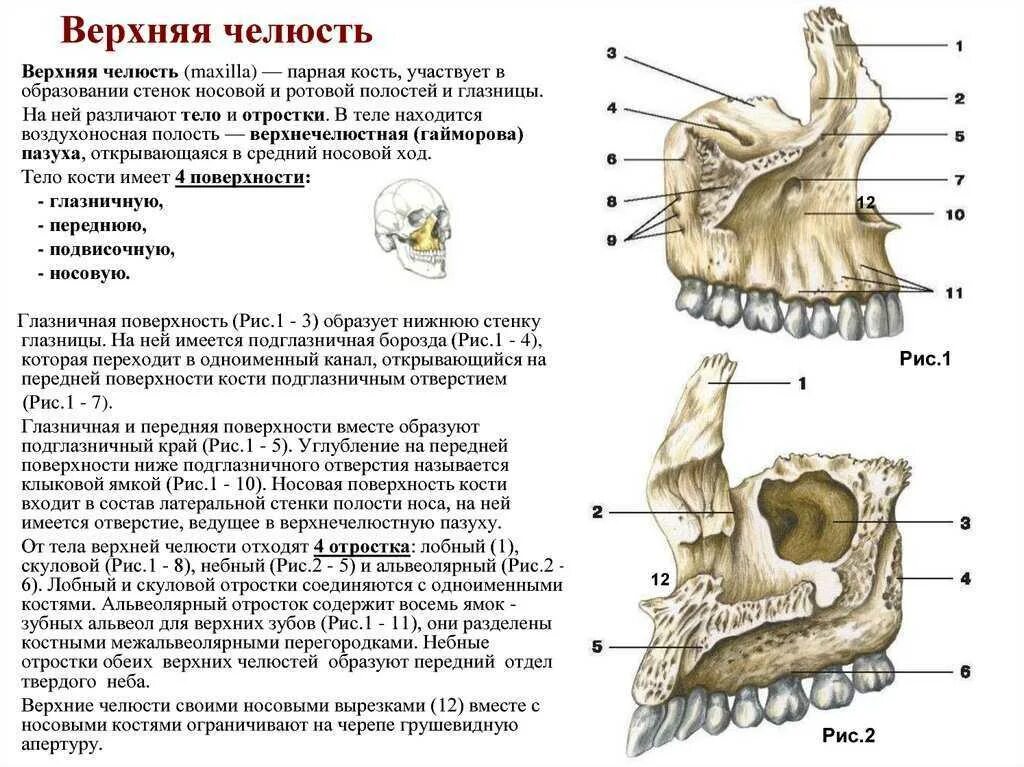 Анатомия верхнечелюстной кости. Строение верхней челюсти на латыни. Строение верхнечелюстной кости черепа человека. Подвисочная поверхность верхней челюсти. Парной костью являются