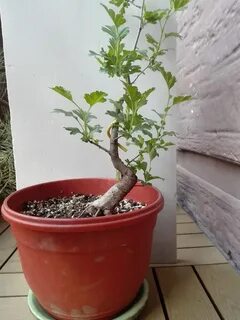 Как размножается боярышник