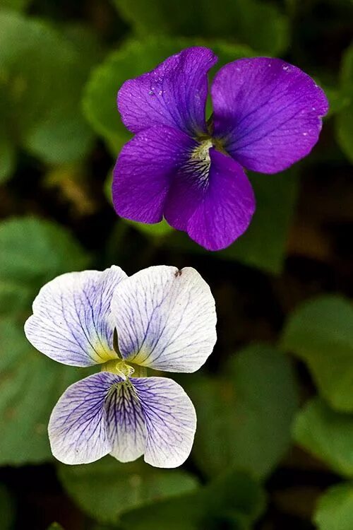 Фиалка прудовая. Фиалка 5 букв. Фиалка saintpaulia diplotricha parker mosaic. Фиалки фон. Фиалка 5 букв.