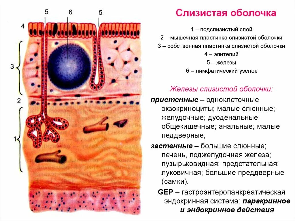 Слои стенок ротовой полости. Собственная пластинка слизистой оболочки. Слизистая оболочка полости рта слои. Строение слизистых оболочек. Слизистые оболочки строение и функции