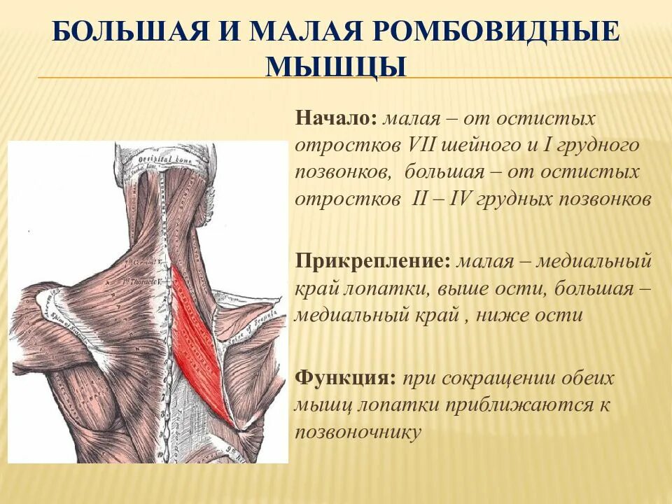 Трапециевидная функция. Малая ромбовидная мышца спины. Большая и малая ромбовидные мышцы функции. Ромбовидная мышца спины функции. Ромбовидные мышцы спины анатомия.
