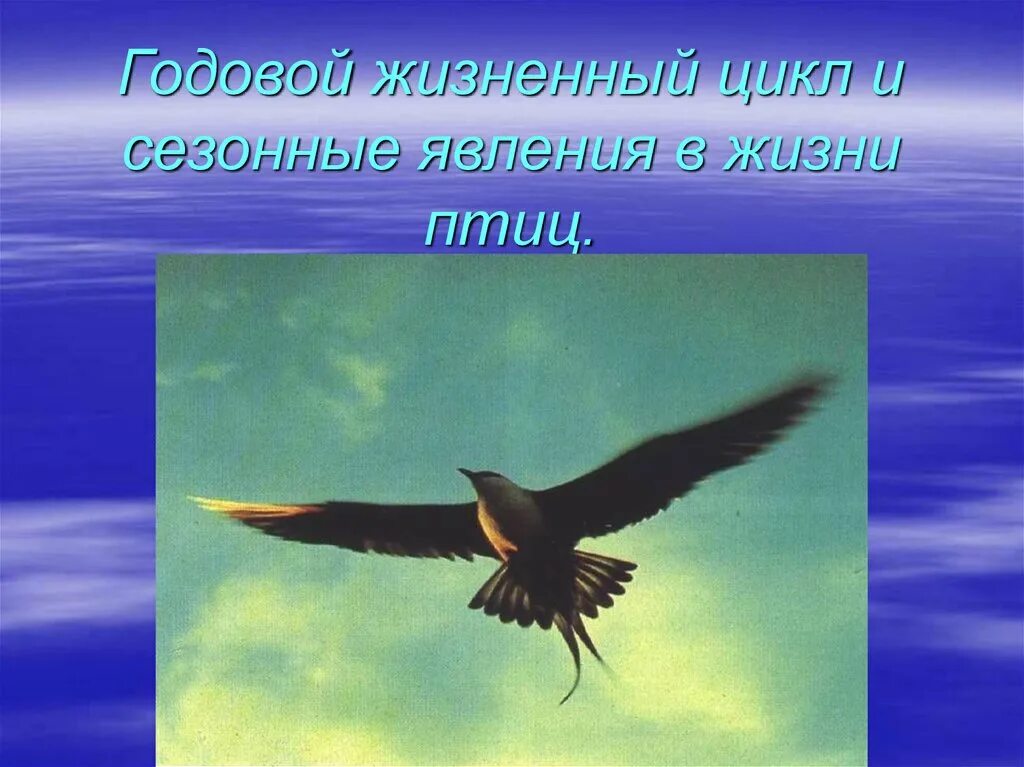 Биология 7 класс жизненный цикл птиц. Сезонные явления у птиц. Сезонныеьявления в жизни птиц. Сезонные явления в жизни птиц. Сезонные изменения в жизни птиц.