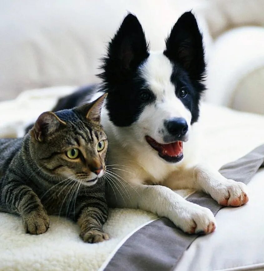 Собака с кошкой. Кошки и собаки. Красивые домашние животные. Собака и кошка вместе. Милые домашние животные.