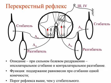 Дуга сгибательного рефлекса