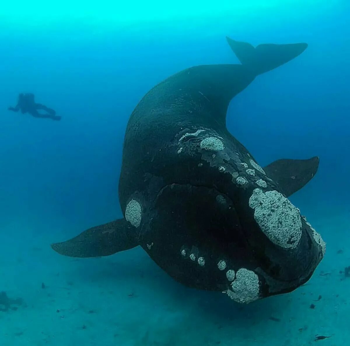 Киты атлантического океана. Японский кит Eubalaena glacialis japonica. Японский гладкий кит (Eubalaena japonica). Североатлантический гладкий кит. Южный гладкий кит Eubalaena Australis.