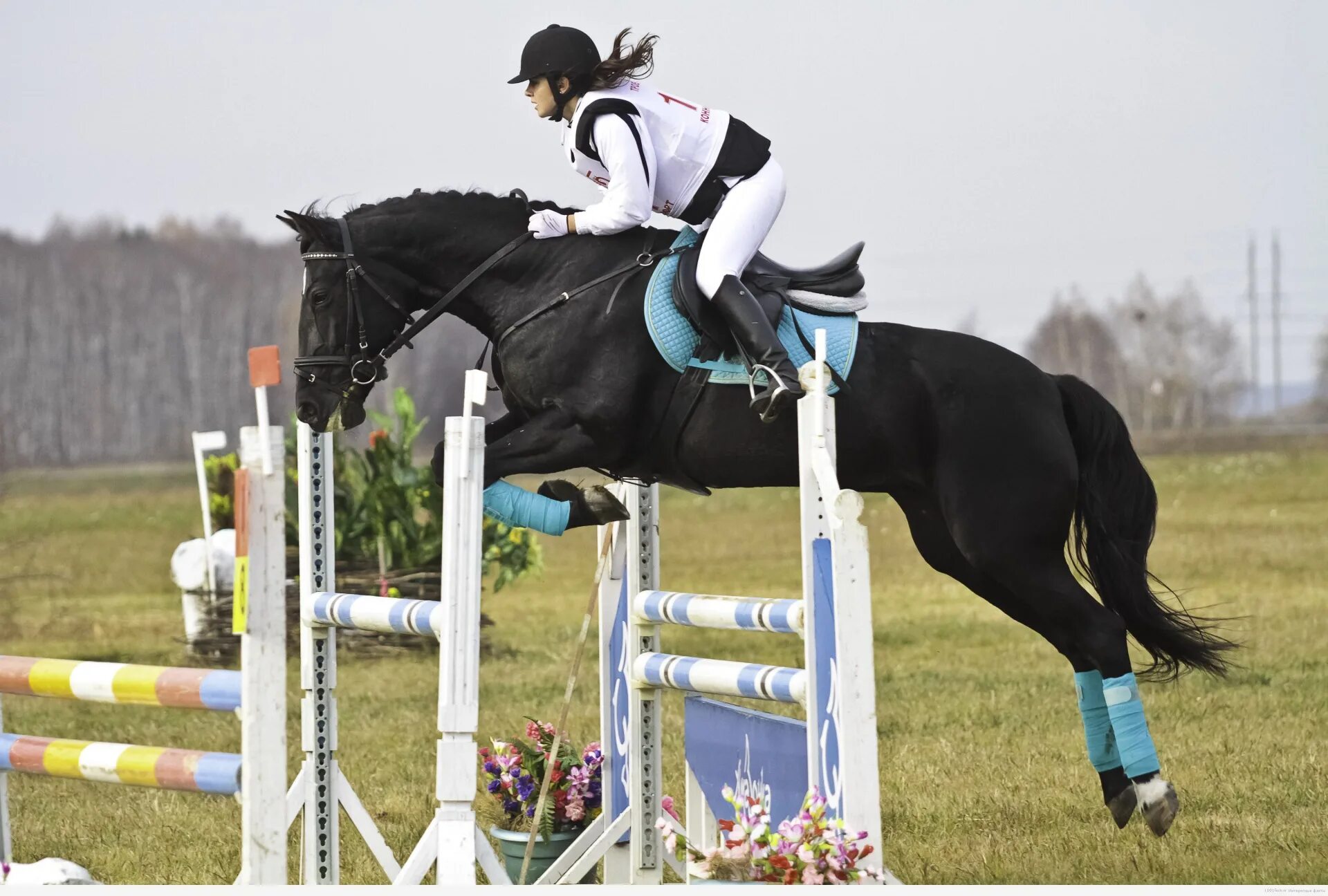 Конный спорт спортсмены. Ганноверская порода в конкуре. Конный спорт соревнования конкур.