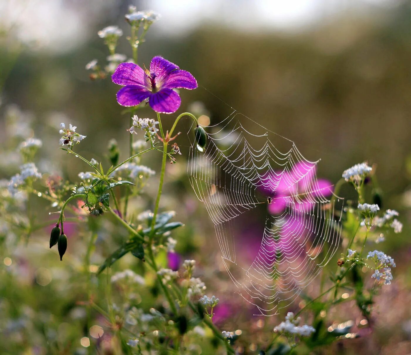 полевые цветы. огромный букет полевых цветов. девушка в фате. полевые цветы дзен и другая наденет фату. букет полевых цветов в руках.