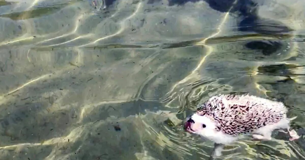 Ежик плавает. Ежик плывет. Ёжики умеют плавать. Ежи в воде. Ежик в воде