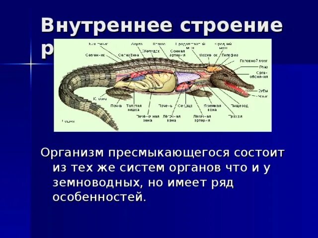 Таблица внешнее строение ящерицы и птицы. Пресмыкающиеся системы органов таблица. Таблица внутреннее строение пресмыкающихся 7 класс биология. Пресмыкающиеся внутреннее строение таблица. Внутреннее строение рептилий таблица 7 класс.