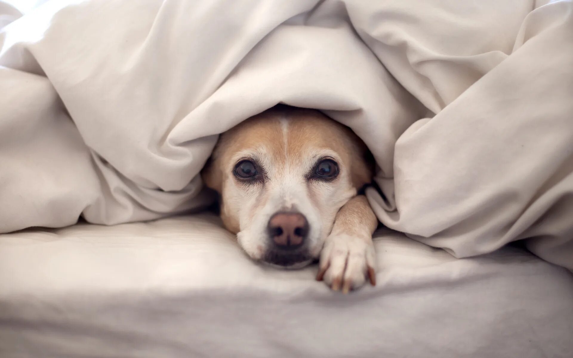 Собака под одеялом. Кровать для собаки. Щенок на кровати. Спящий щенок. Выздороветь собака